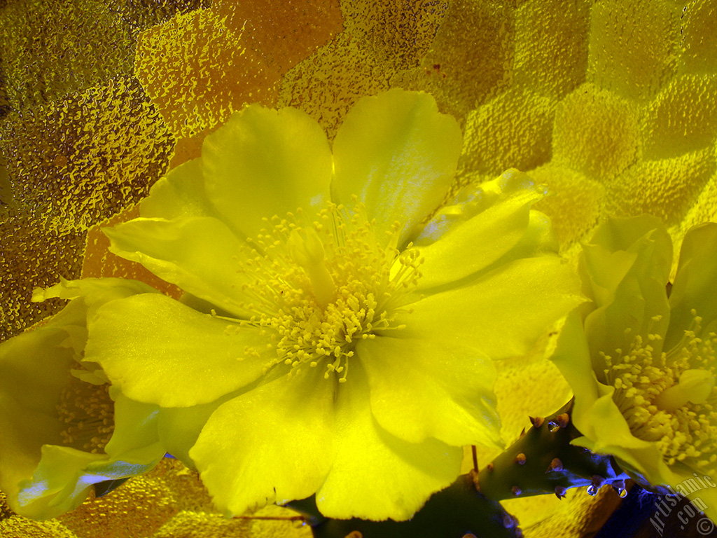 Prickly Pear with yellow flower.
