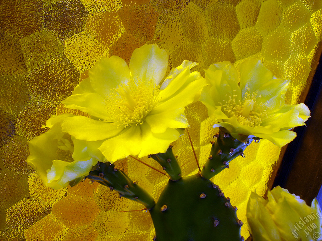 Prickly Pear with yellow flower.
