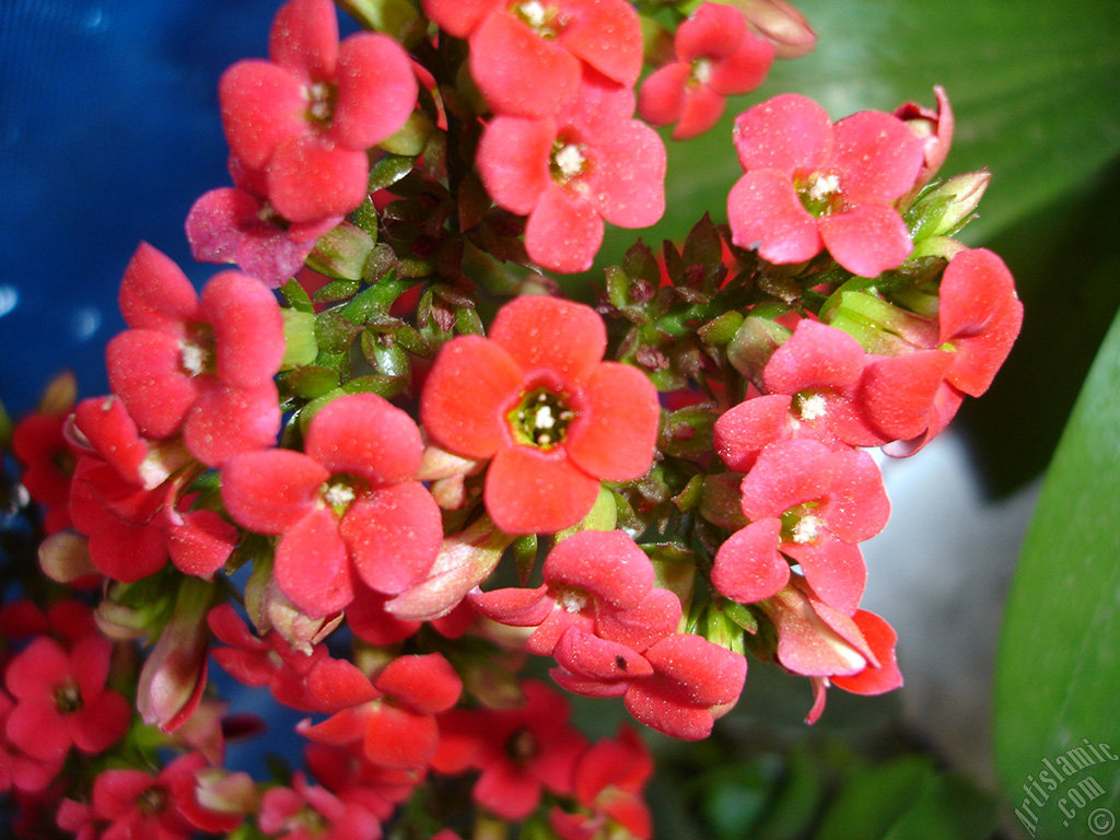 Kalanchoe plant`s flower.
