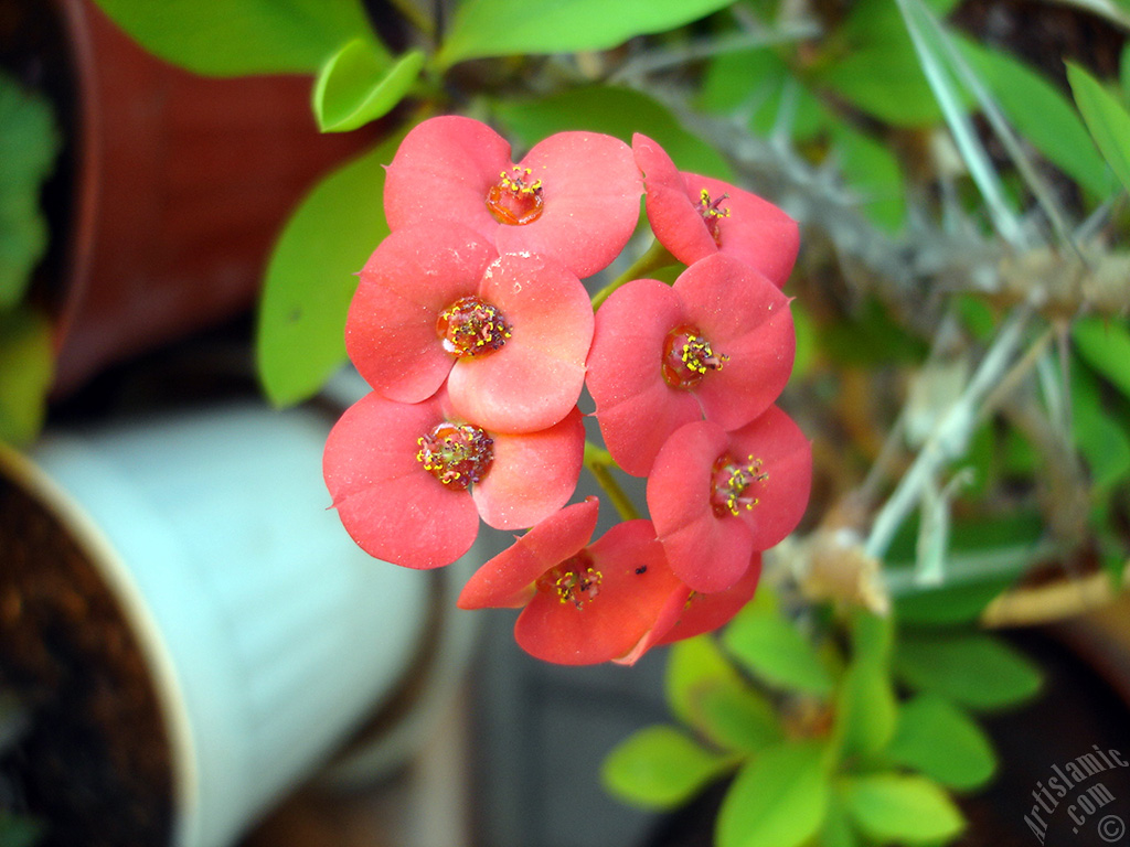 Euphorbia Milii -Crown of thorns- with pink flower.
