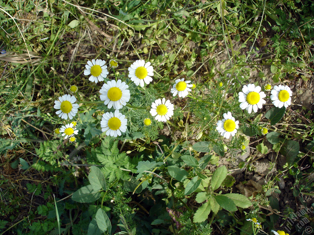 Field Daisy -Ox Eye, Love-Me-Love-Me-Not, Marguerite, Moon Daisy- flower.
