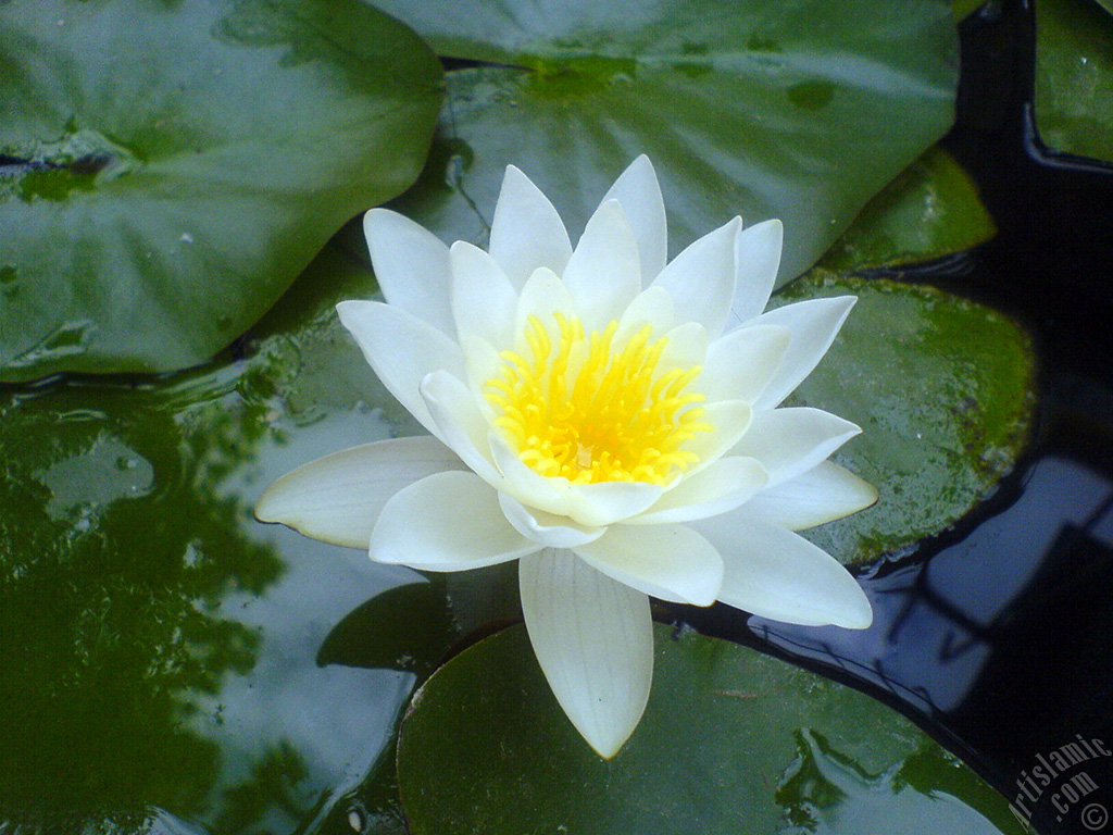 Water Lily flower.
