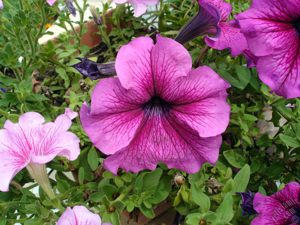 Pink Petunia flower.
