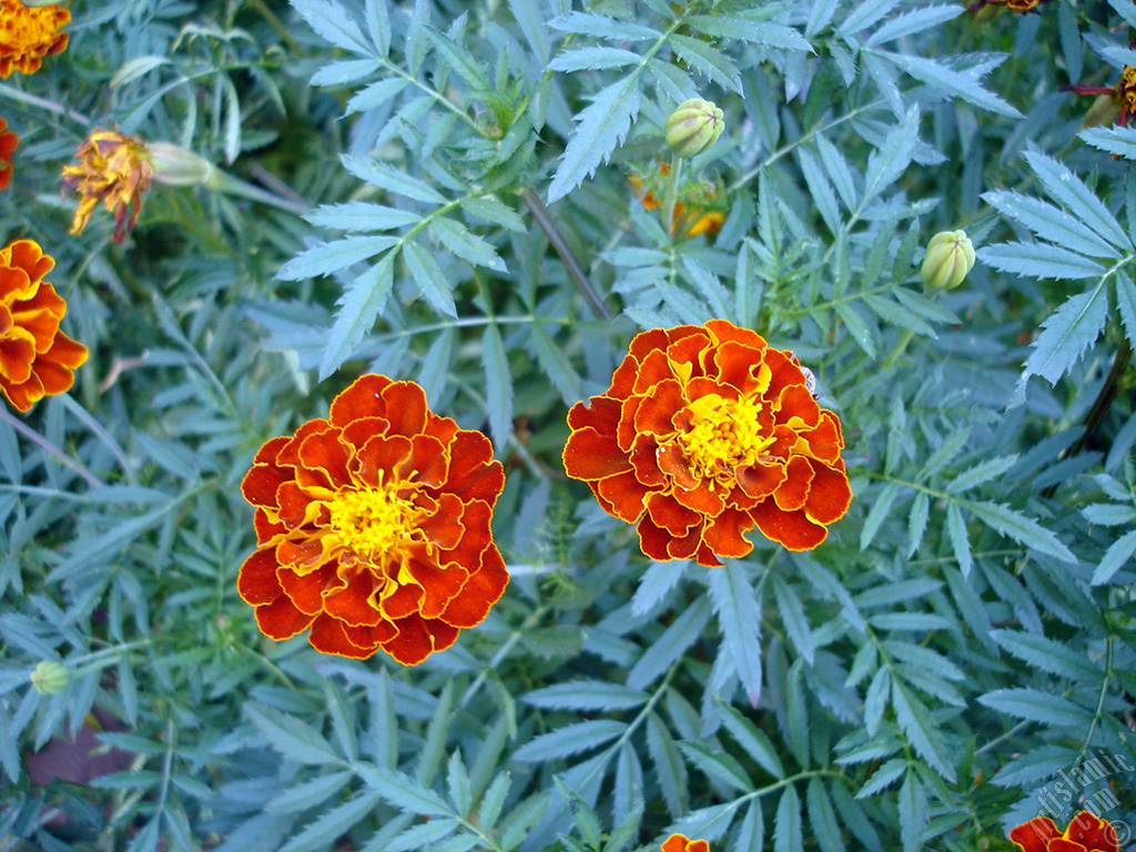 Marigold flower.
