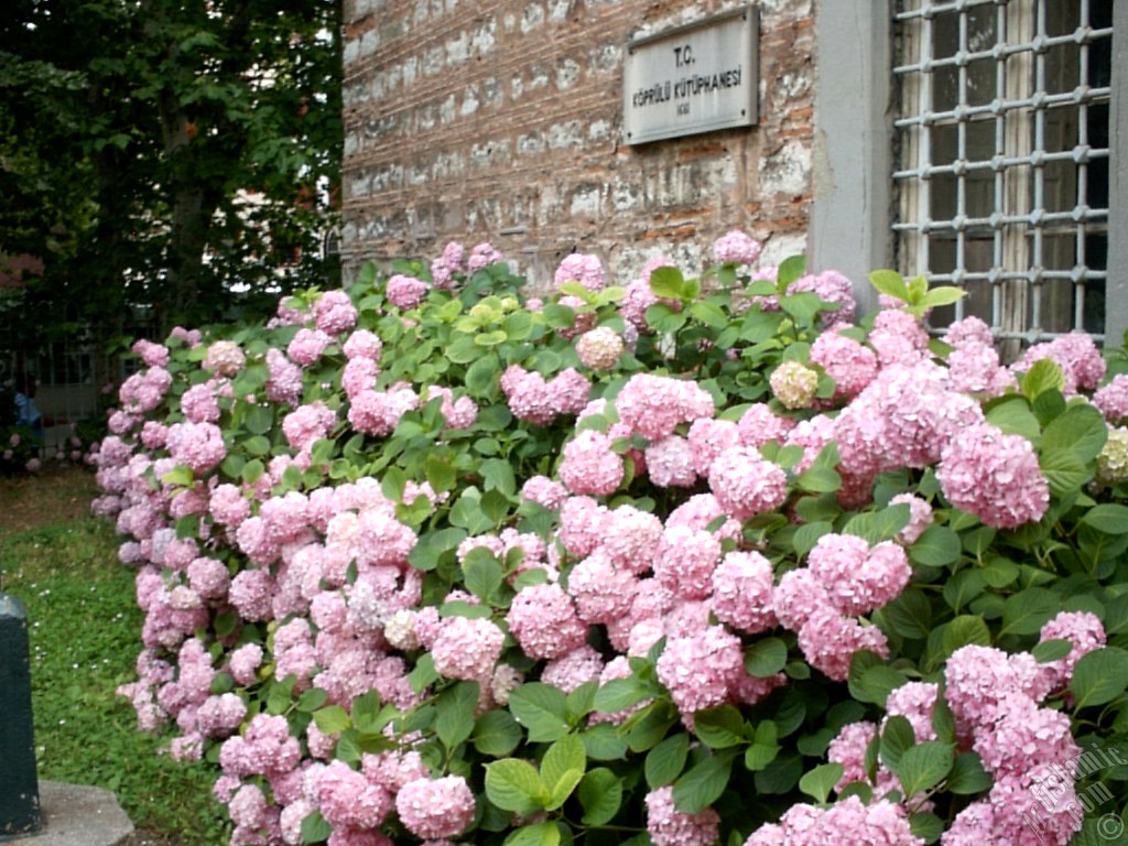 Pink Hydrangea -Hortensia- flower.
