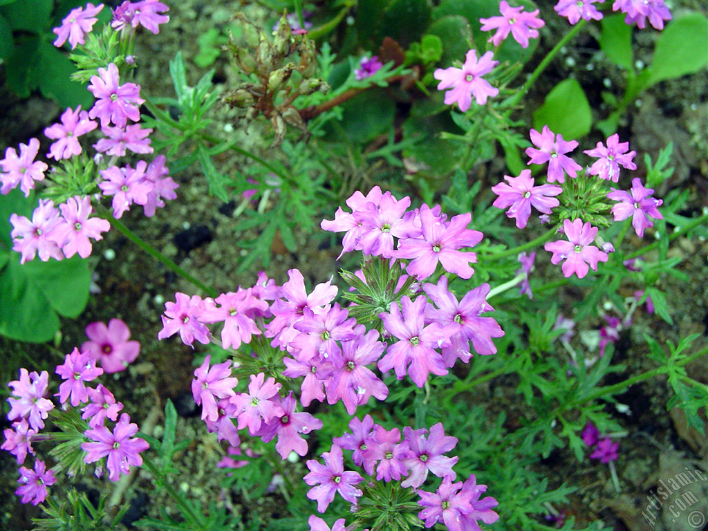 Verbena -Common Vervain- flower.
