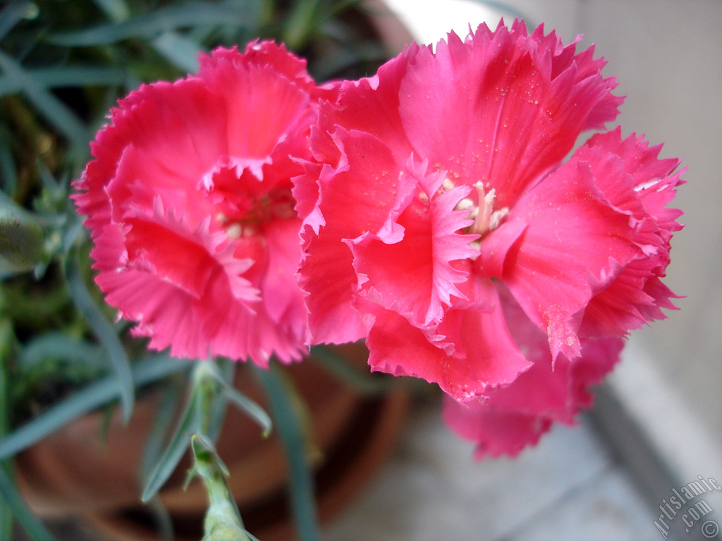 Pink color Carnation -Clove Pink- flower.
