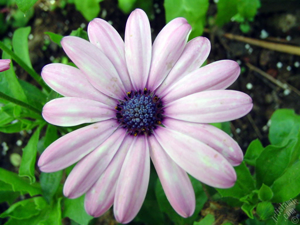 Pink color Trailing African Daisy -Freeway Daisy, Blue Eyed Daisy- flower.
