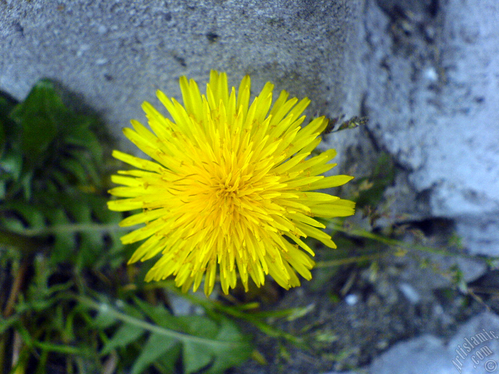 A yellow color flower from Asteraceae Family similar to yellow daisy.
