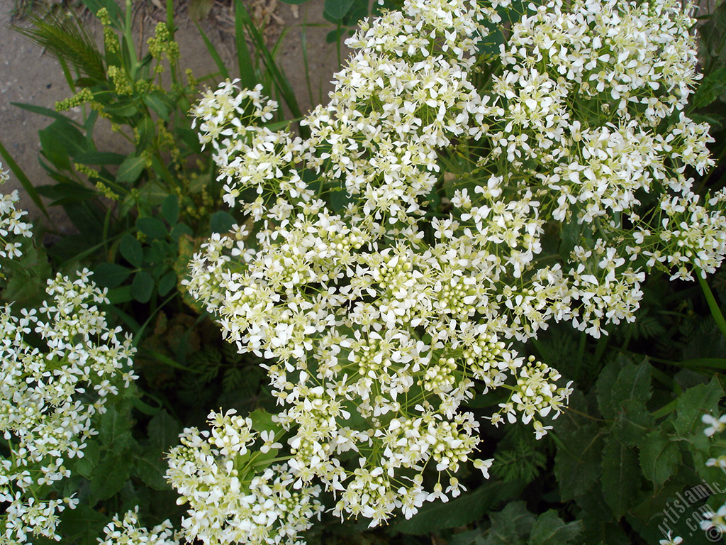 A plant with tiny white flowers.
