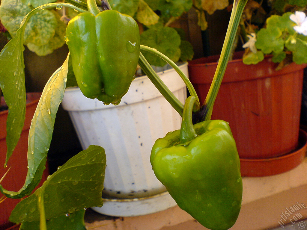 Sweet Pepper plant growed in the pot.
