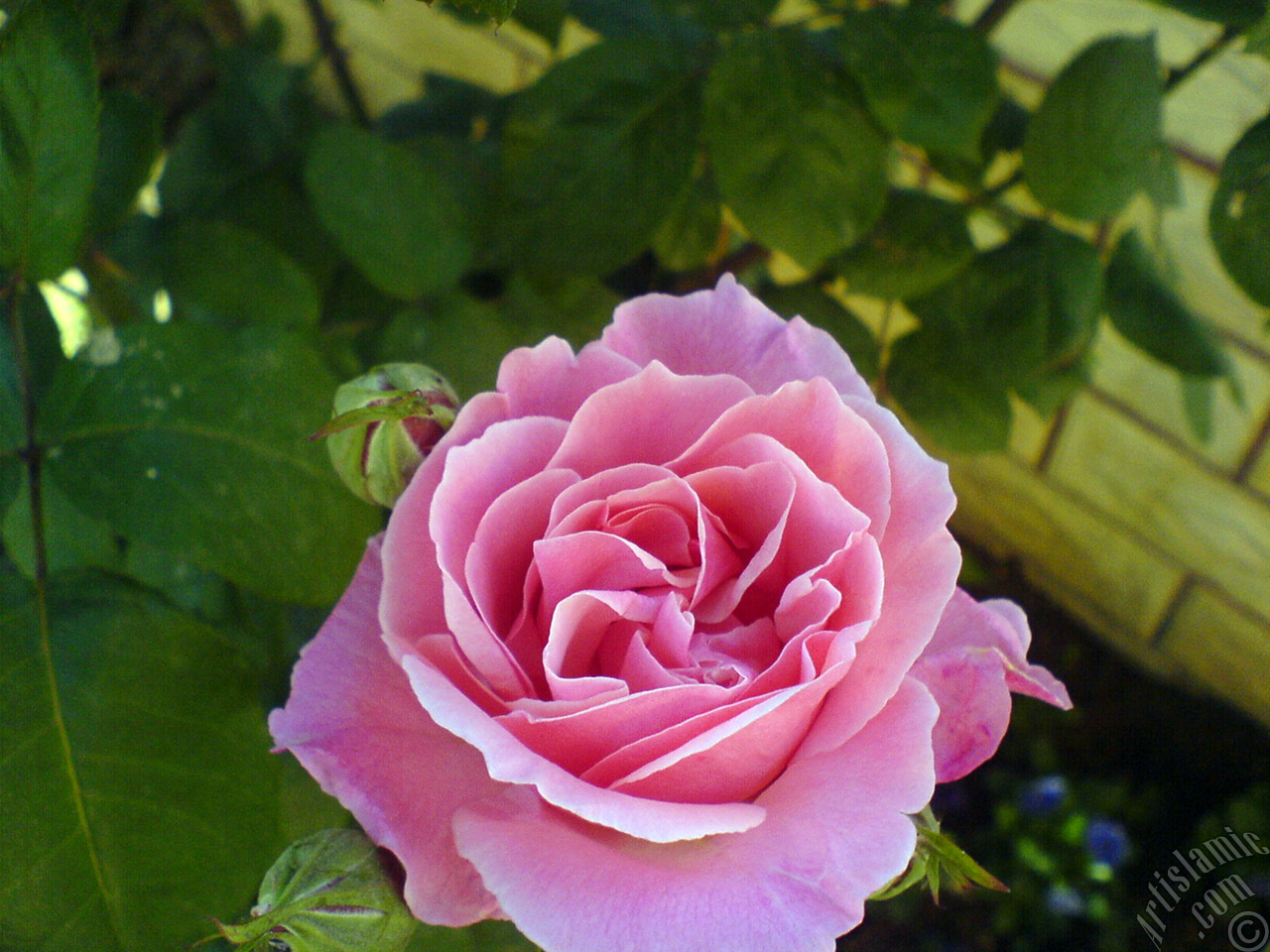 Pink rose photo.
