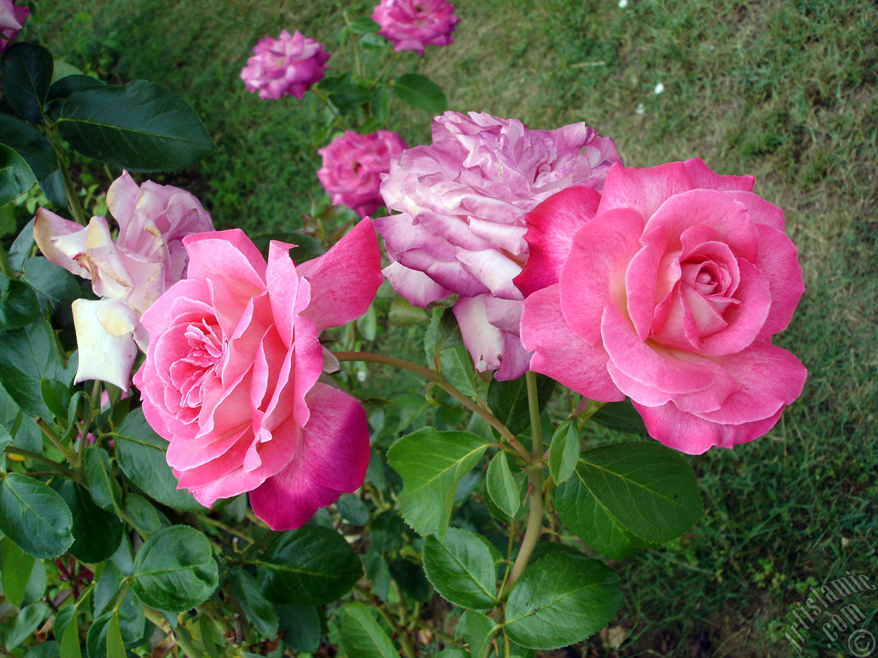 Pink rose photo.
