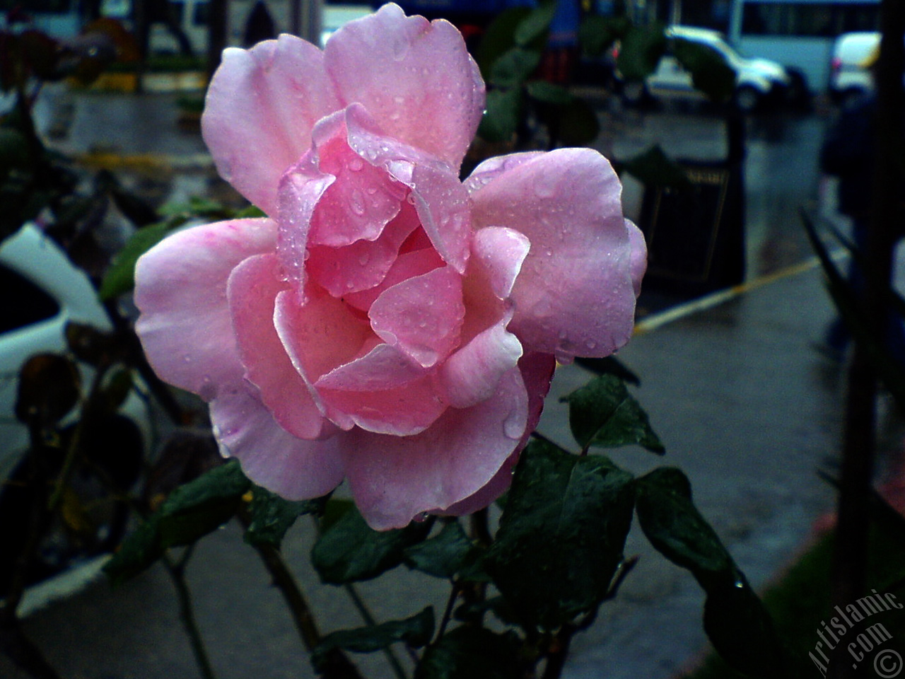 Pink rose photo.
