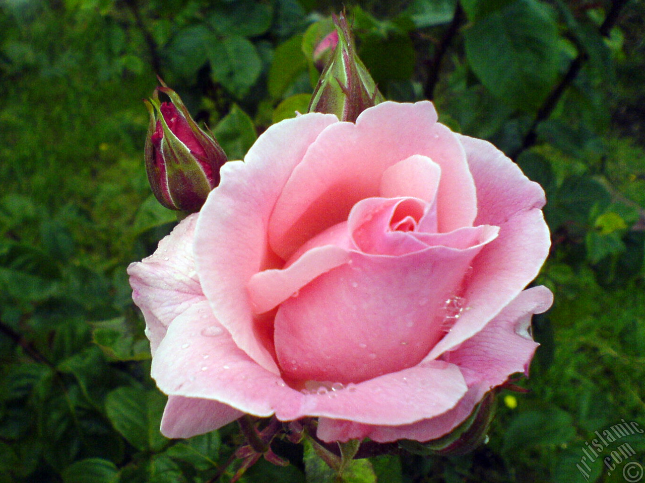 Pink rose photo.
