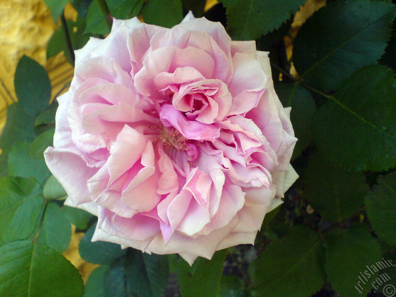 Pink rose photo.
