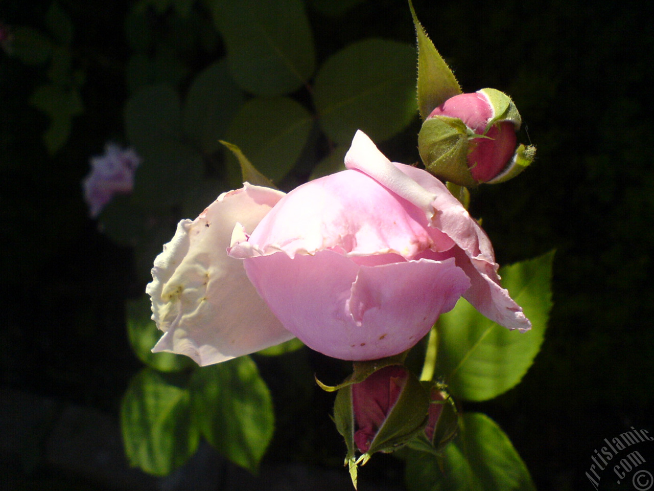 Pink rose photo.
