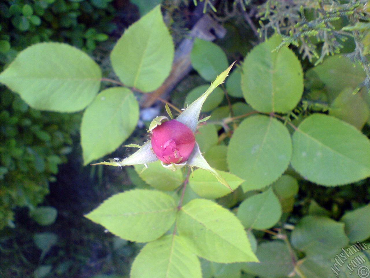 Pink rose photo.
