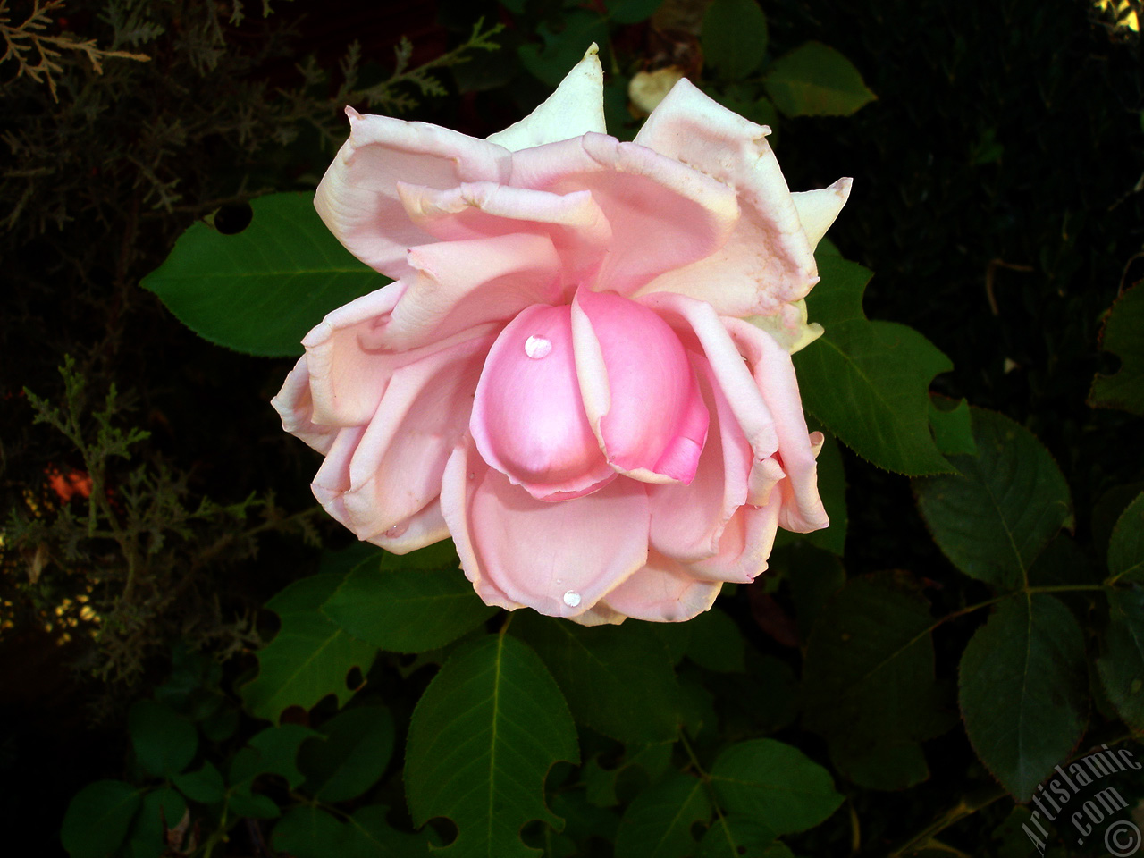 Pink rose photo.
