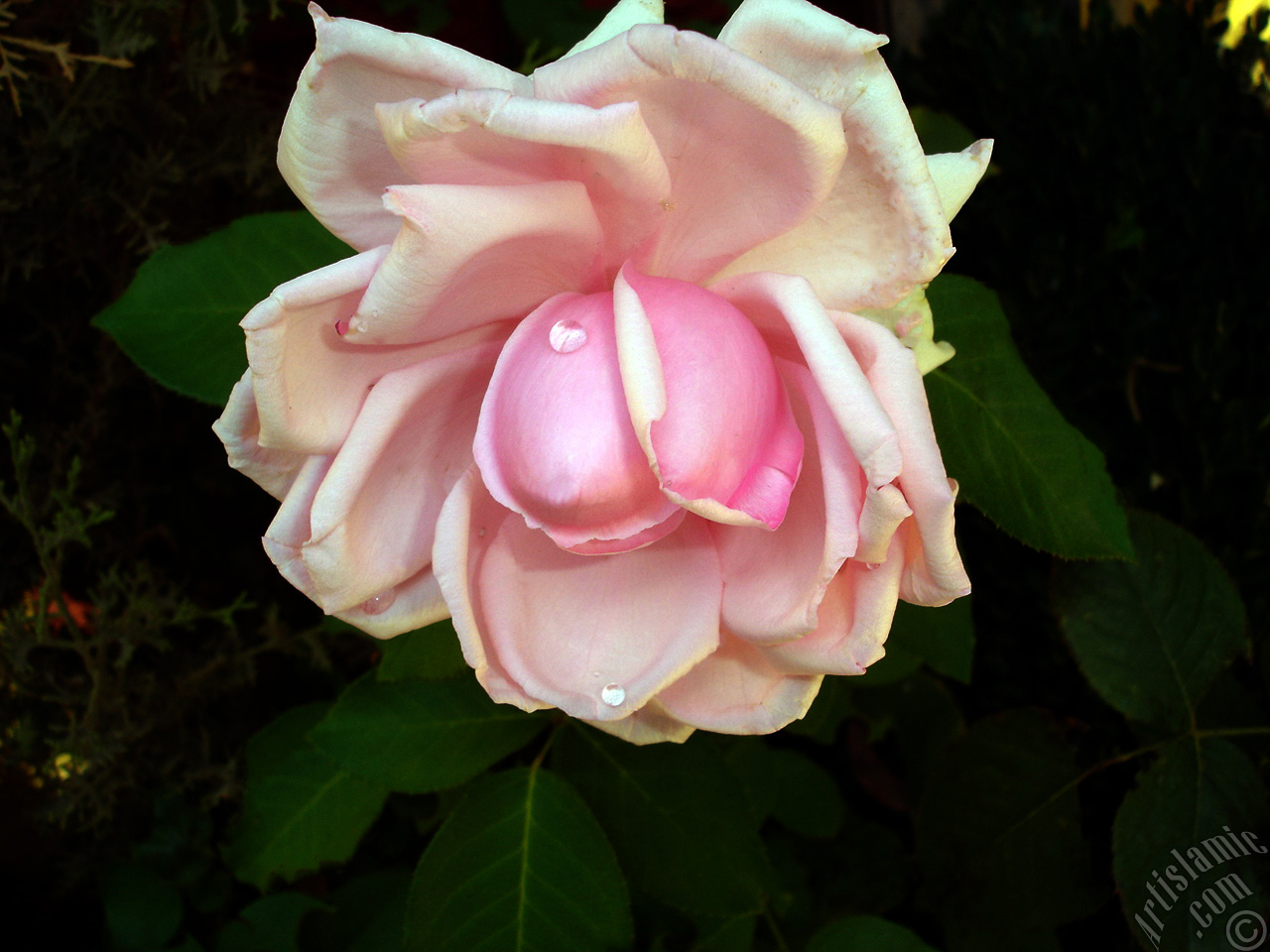 Pink rose photo.
