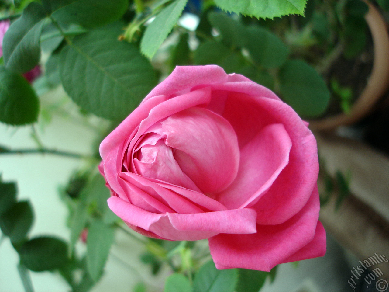 Pink rose photo.
