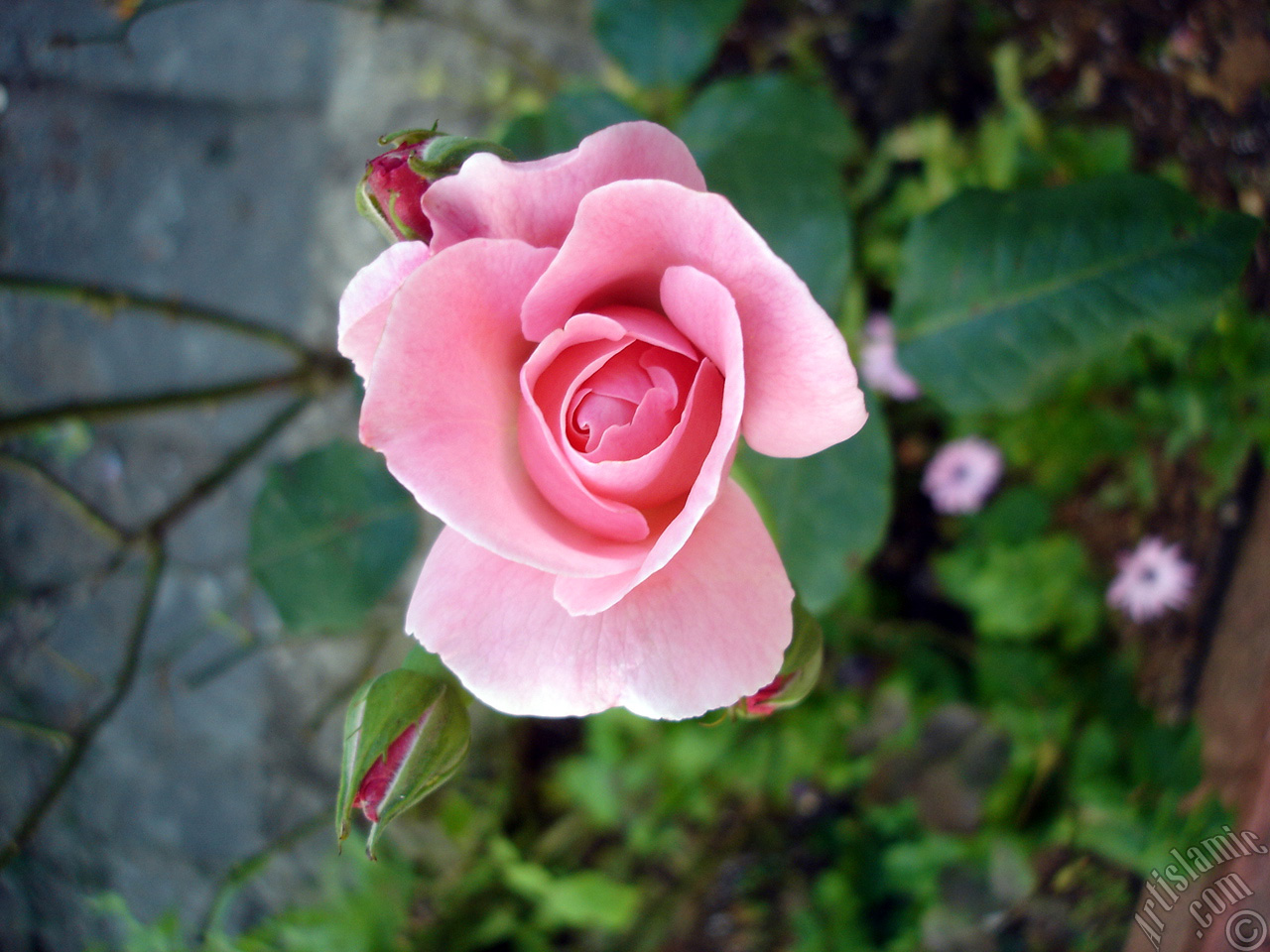 Pink rose photo.
