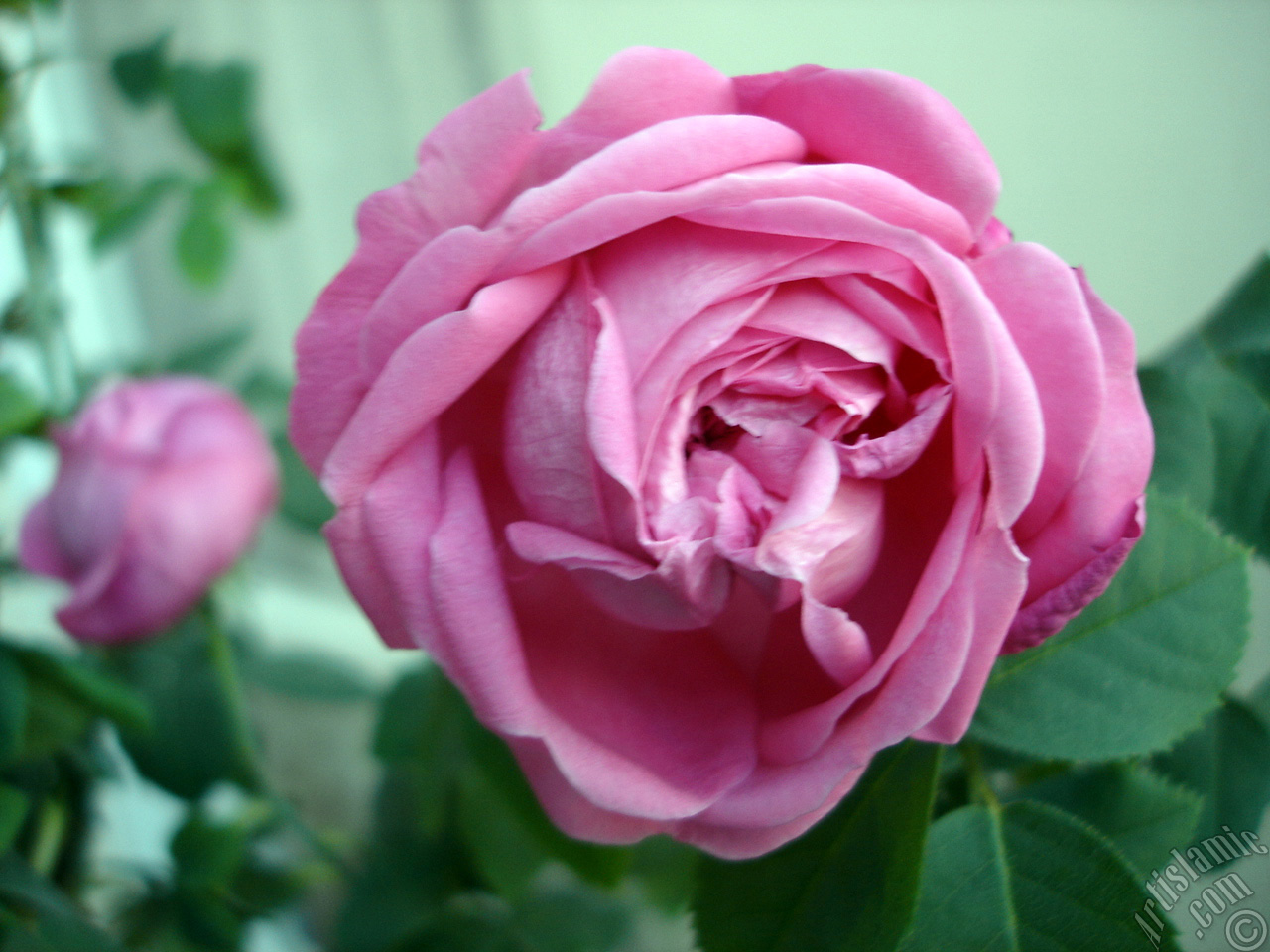 Pink rose photo.
