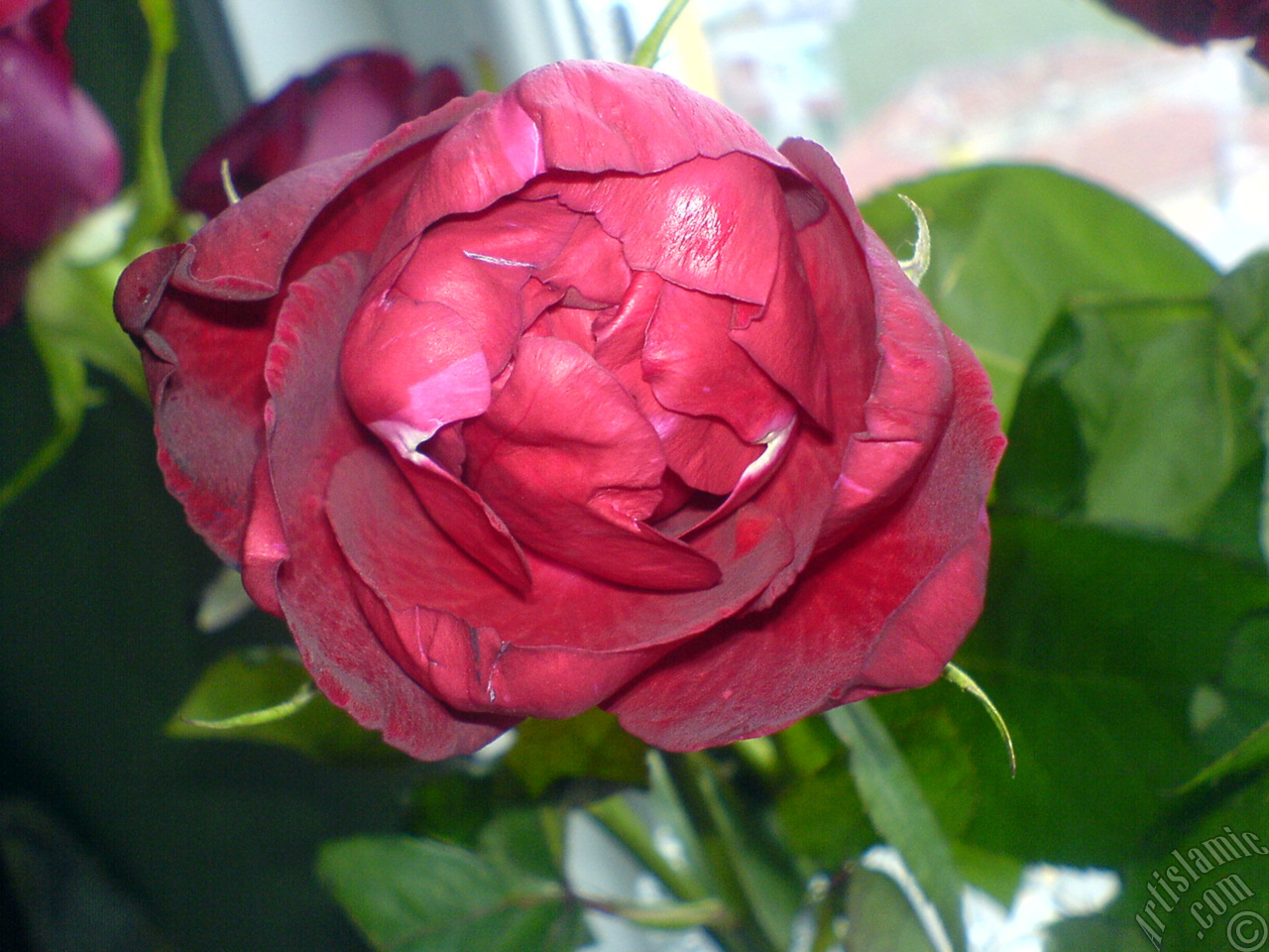 Red rose photo.
