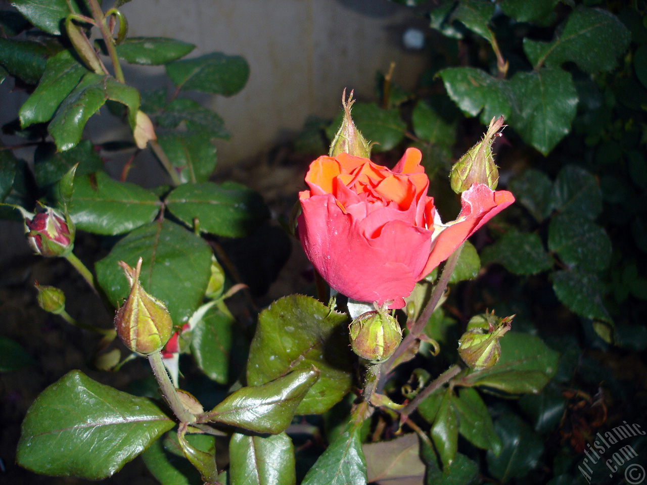 Red rose photo.
