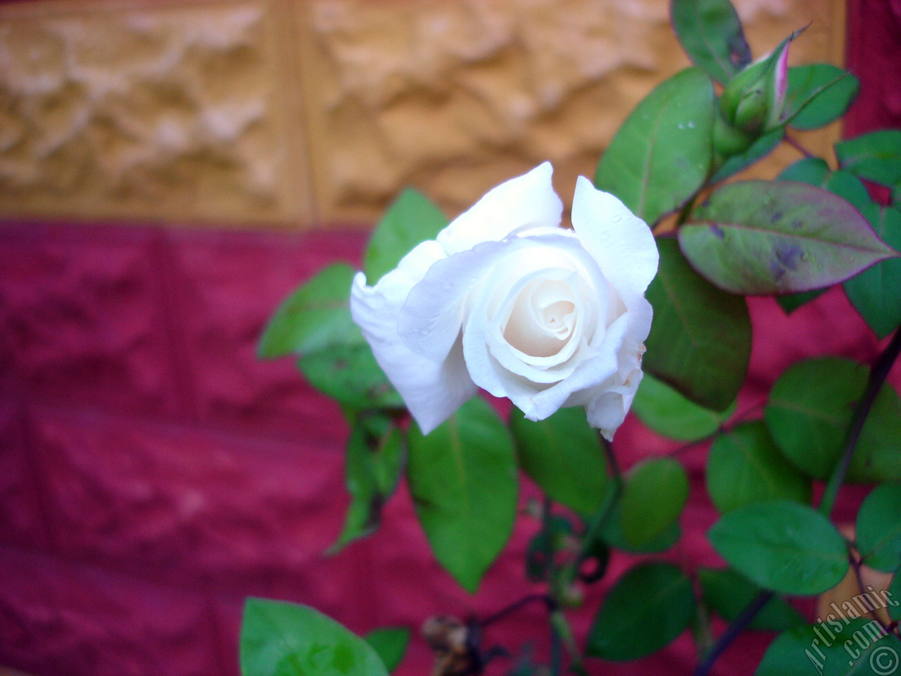 White rose photo.
