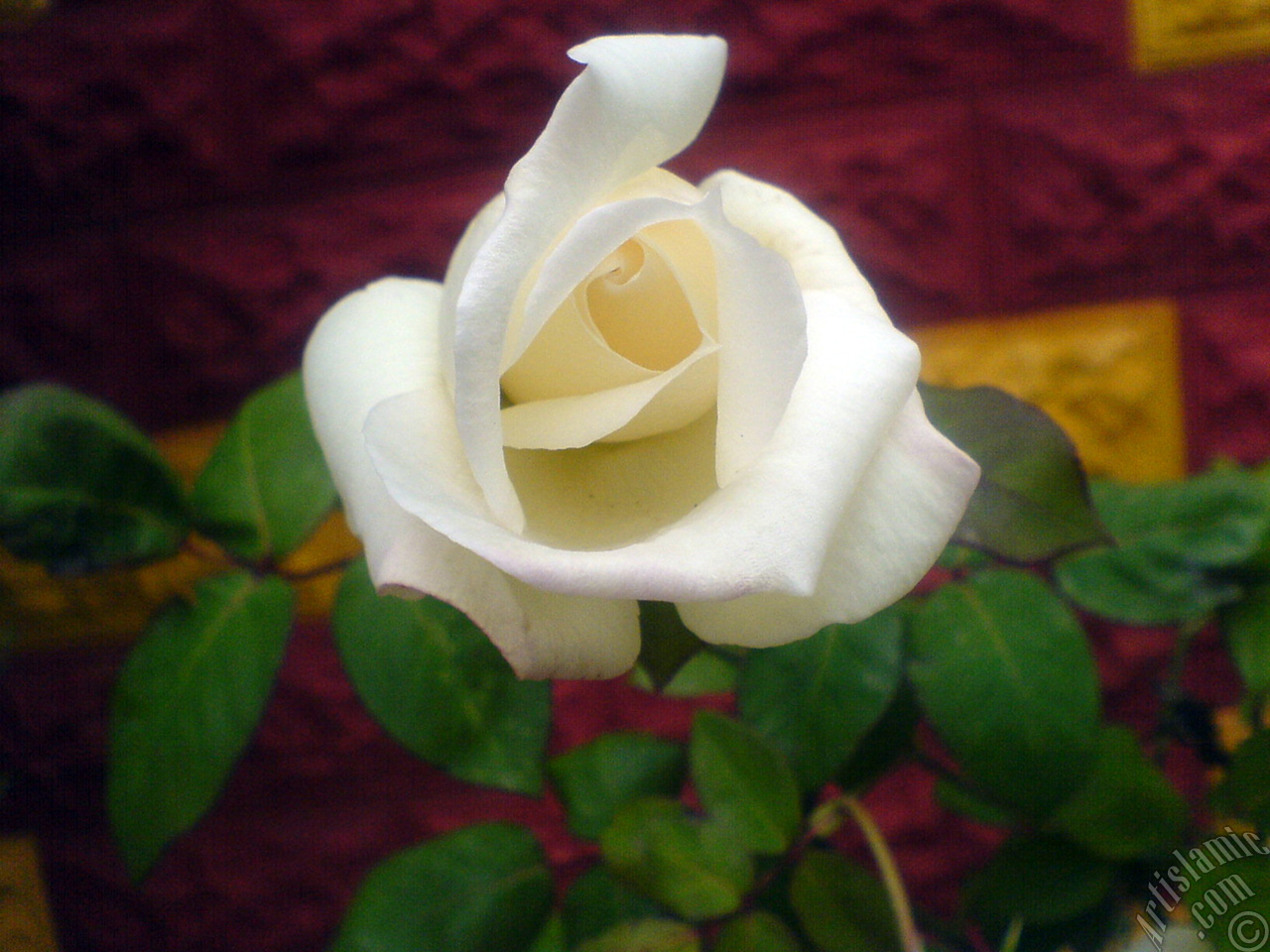 White rose photo.
