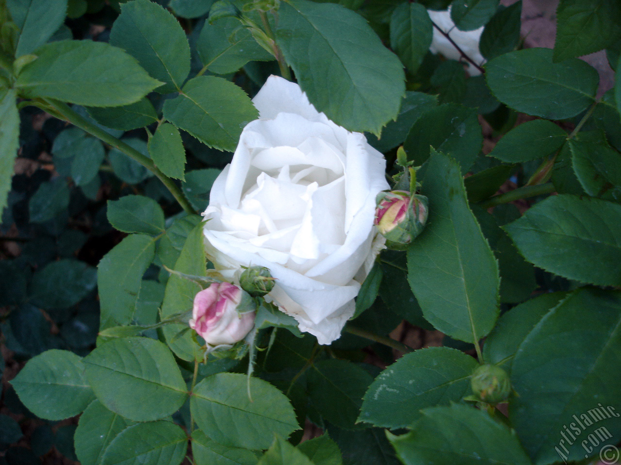 White rose photo.
