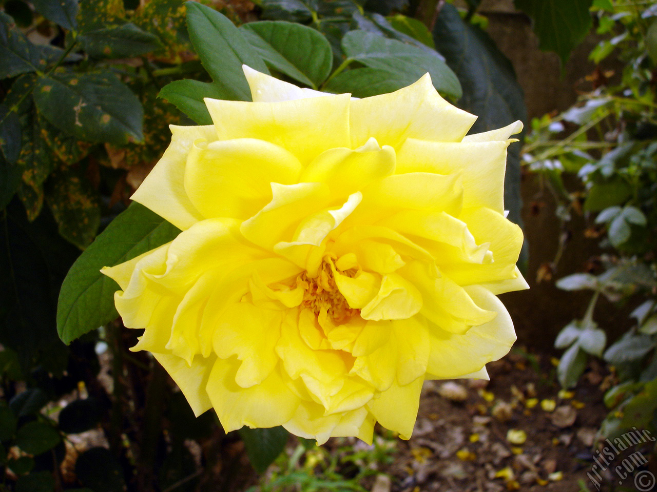 Yellow rose photo.
