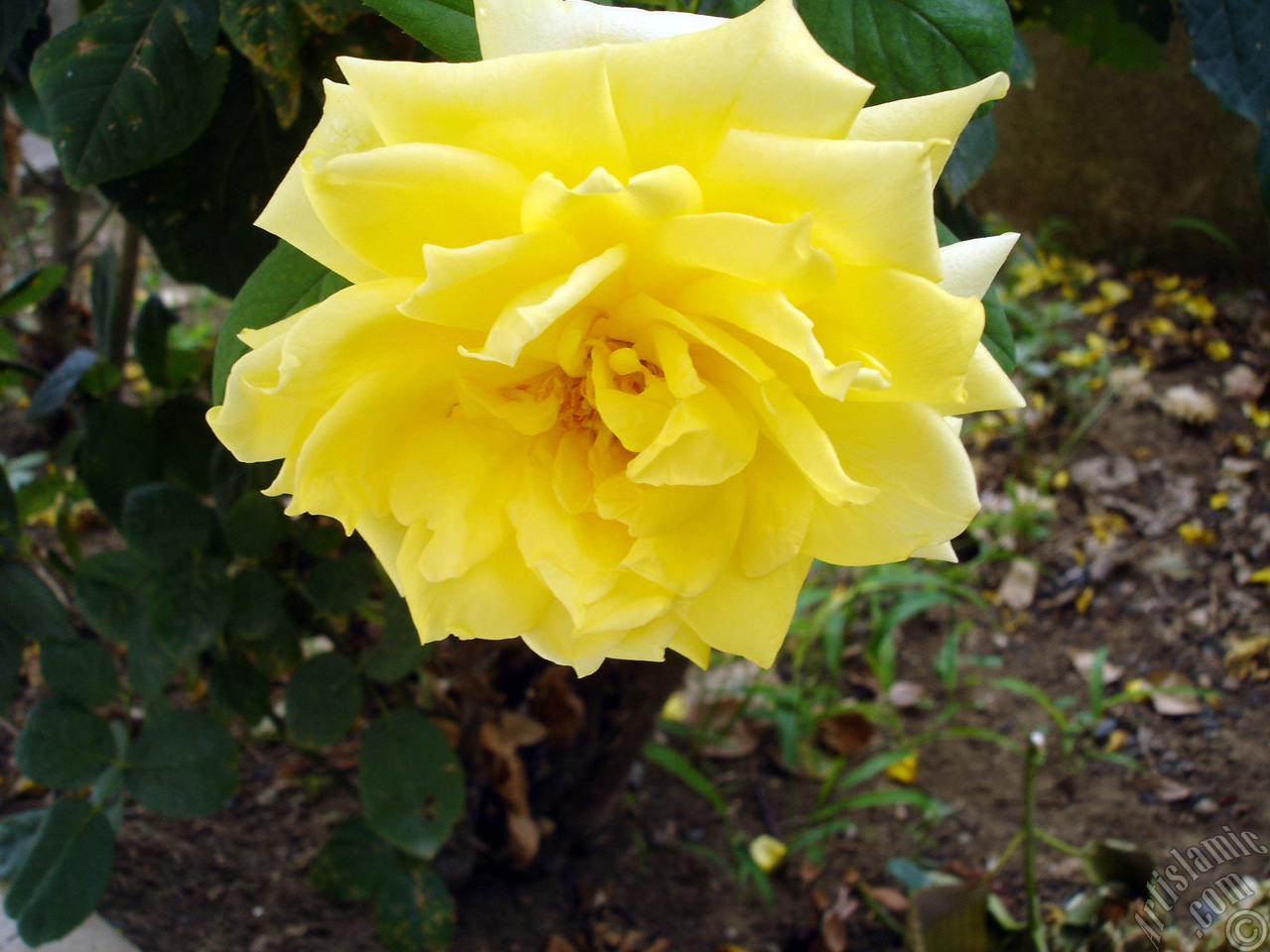 Yellow rose photo.
