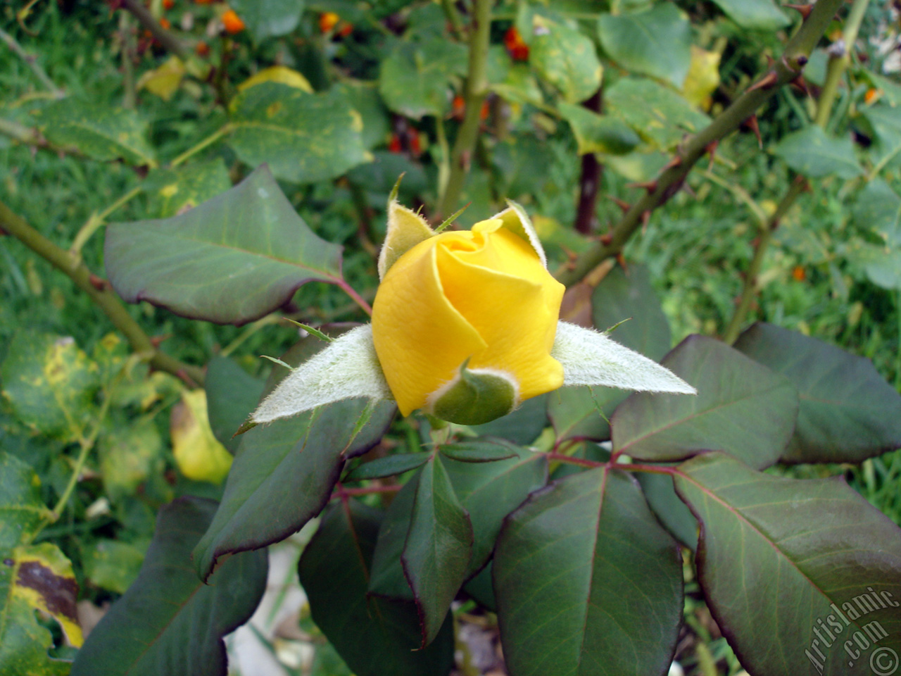 Yellow rose photo.
