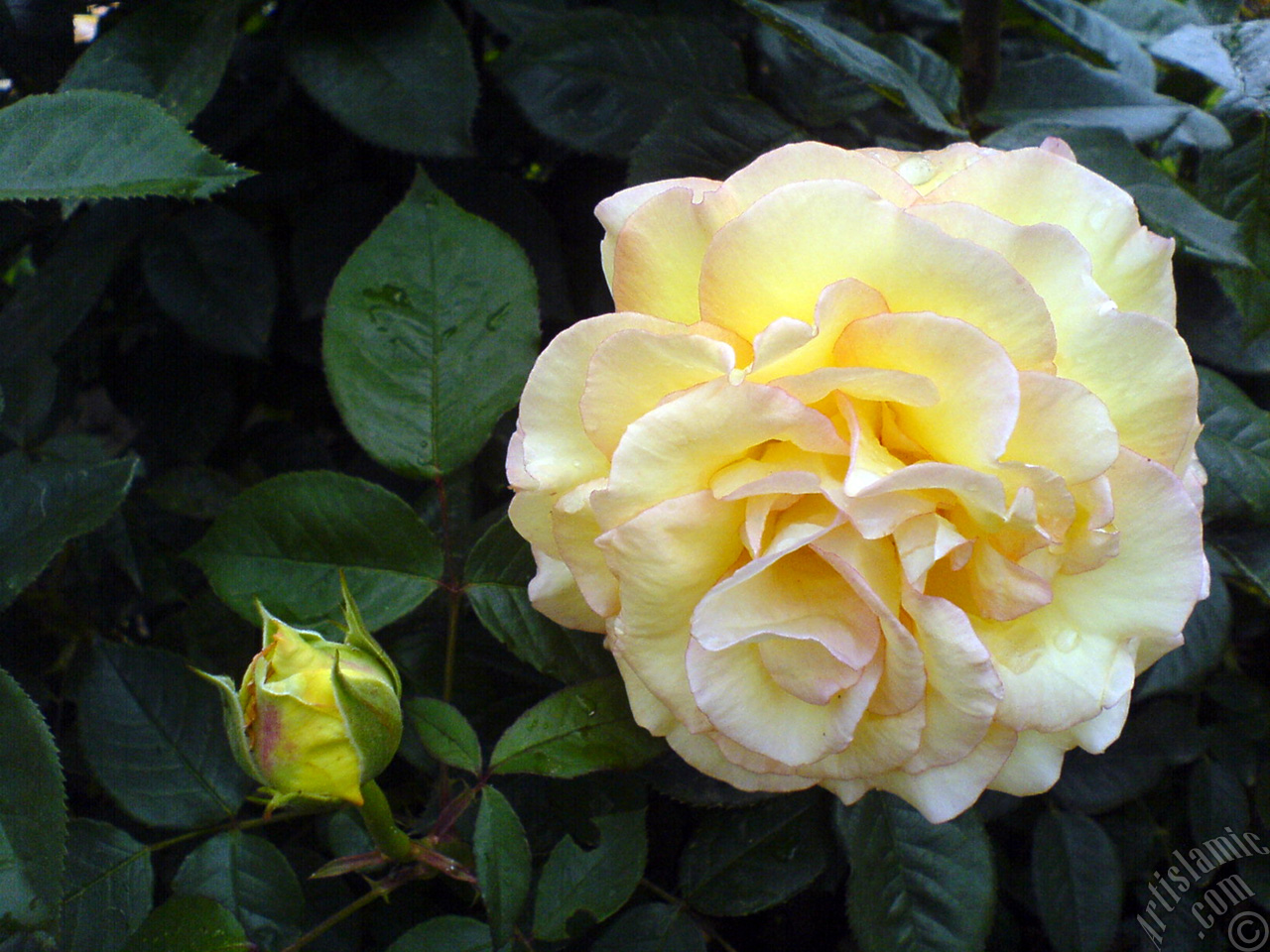 Yellow rose photo.
