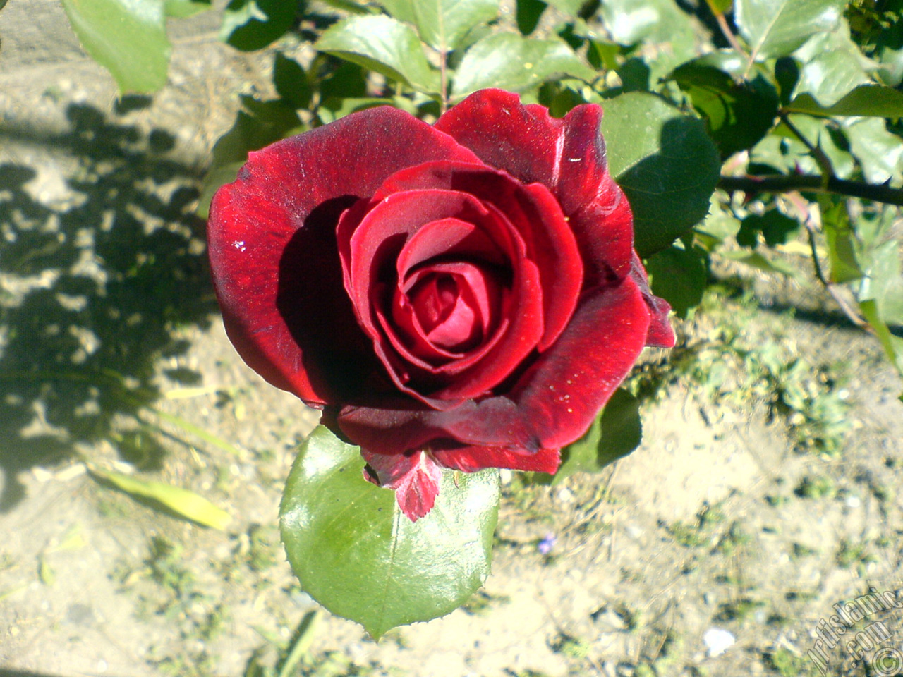 Burgundy Color rose photo.
