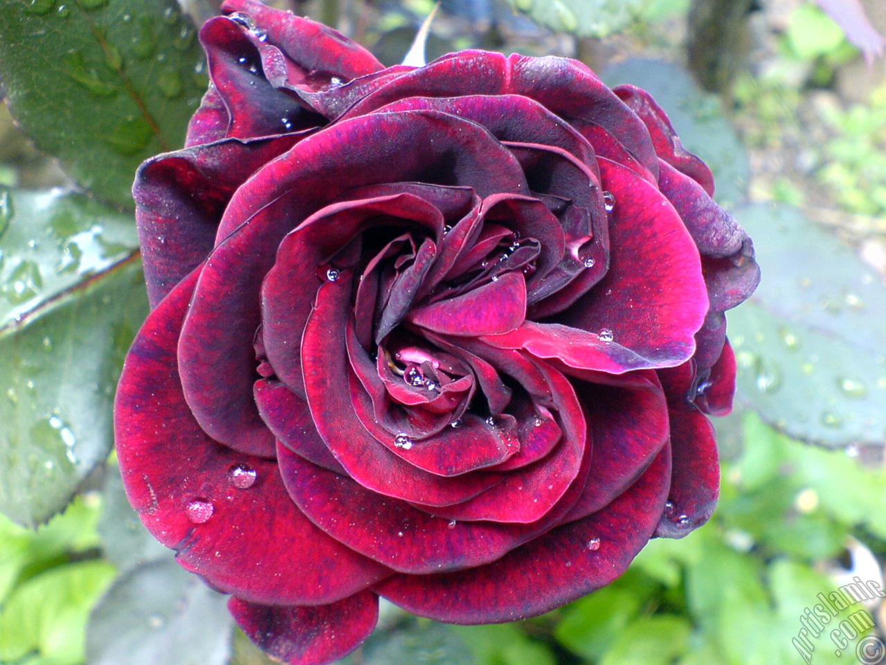 Burgundy Color rose photo.
