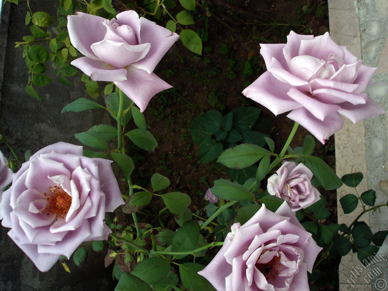 Lilac-color (lavender) rose photo.
