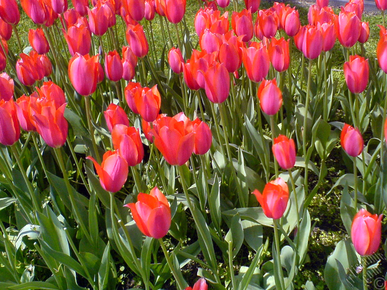 Red Turkish-Ottoman Tulip photo.
