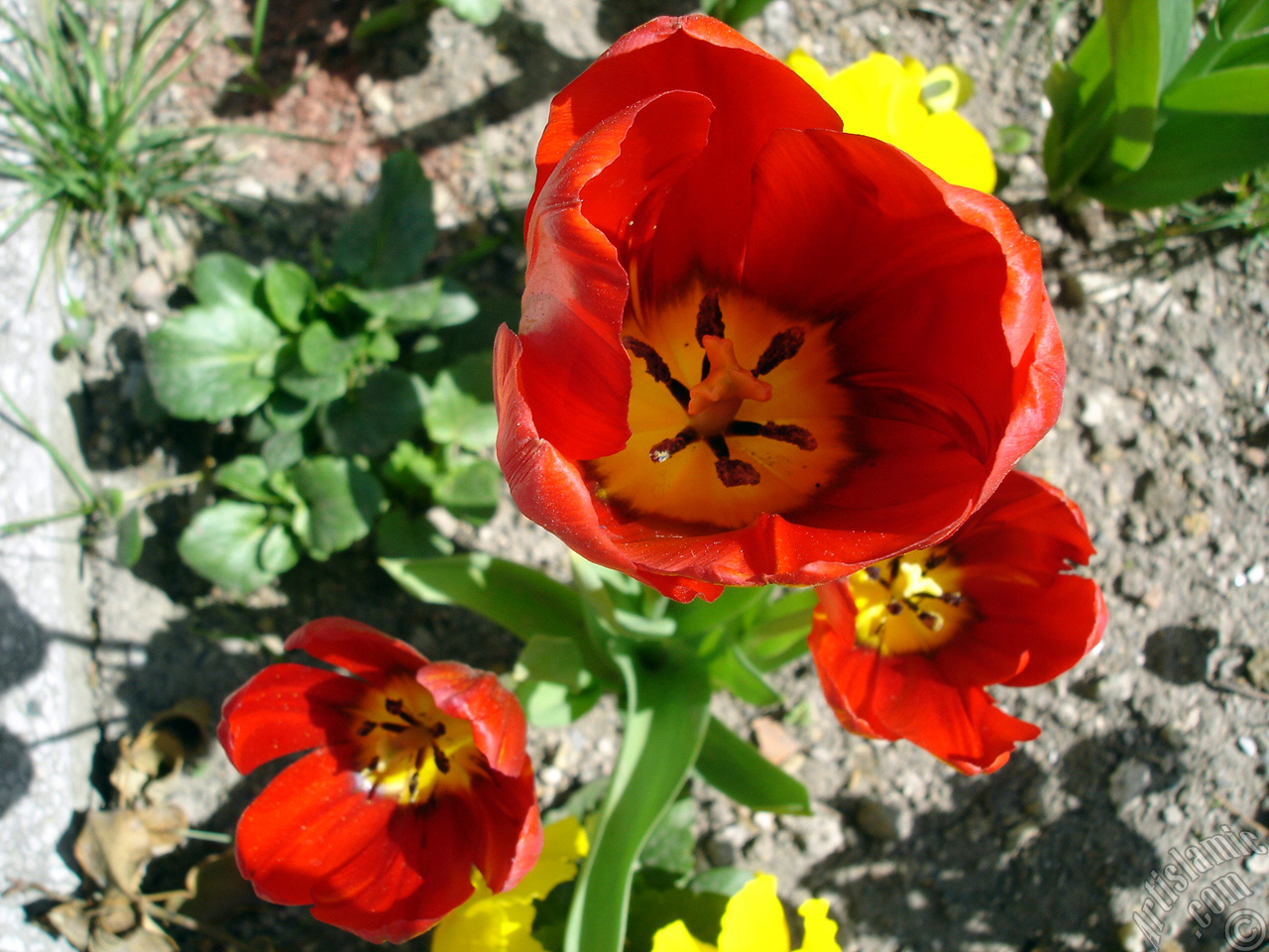 Red Turkish-Ottoman Tulip photo.
