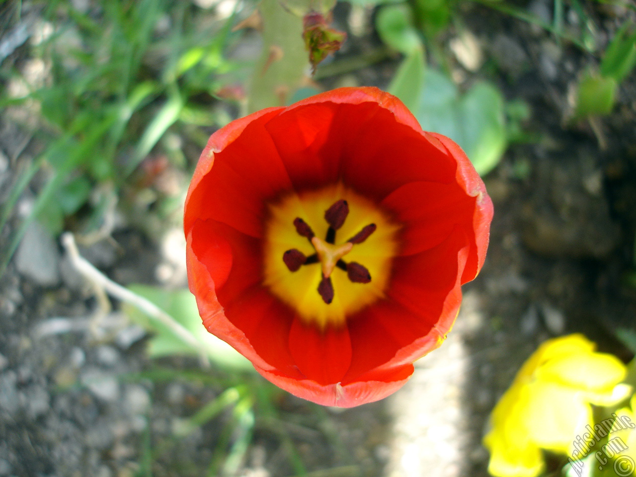 Red Turkish-Ottoman Tulip photo.
