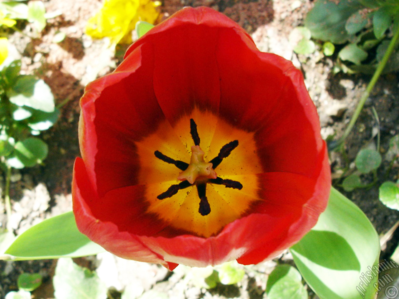 Red Turkish-Ottoman Tulip photo.
