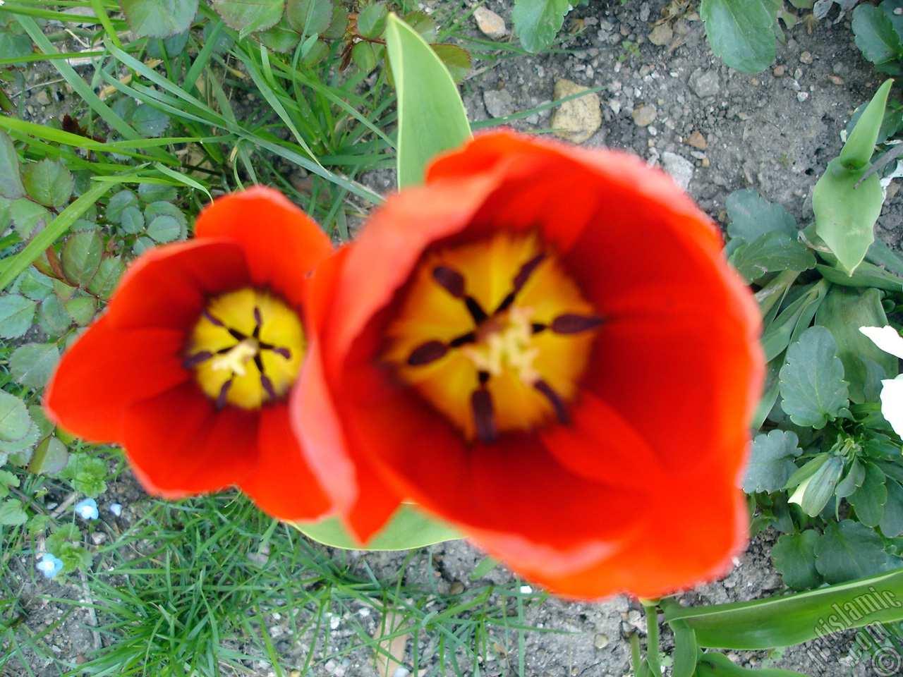 Red Turkish-Ottoman Tulip photo.
