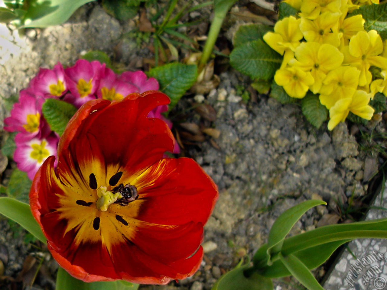 Red Turkish-Ottoman Tulip photo.
