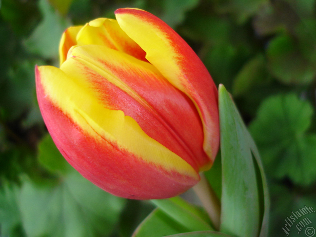 Red-yellow color Turkish-Ottoman Tulip photo.
