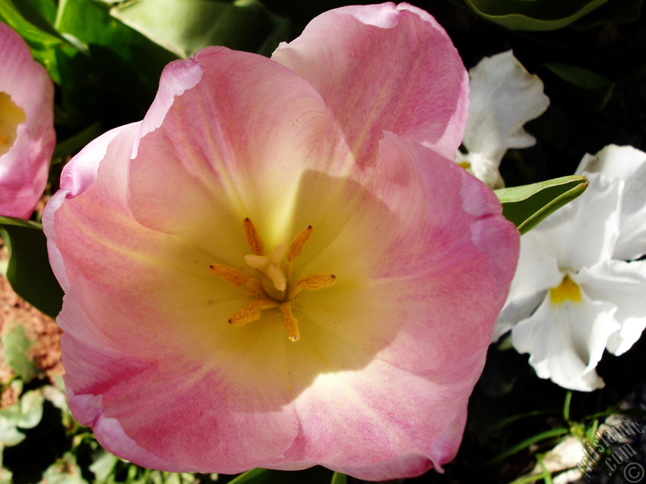 Pink color Turkish-Ottoman Tulip photo.
