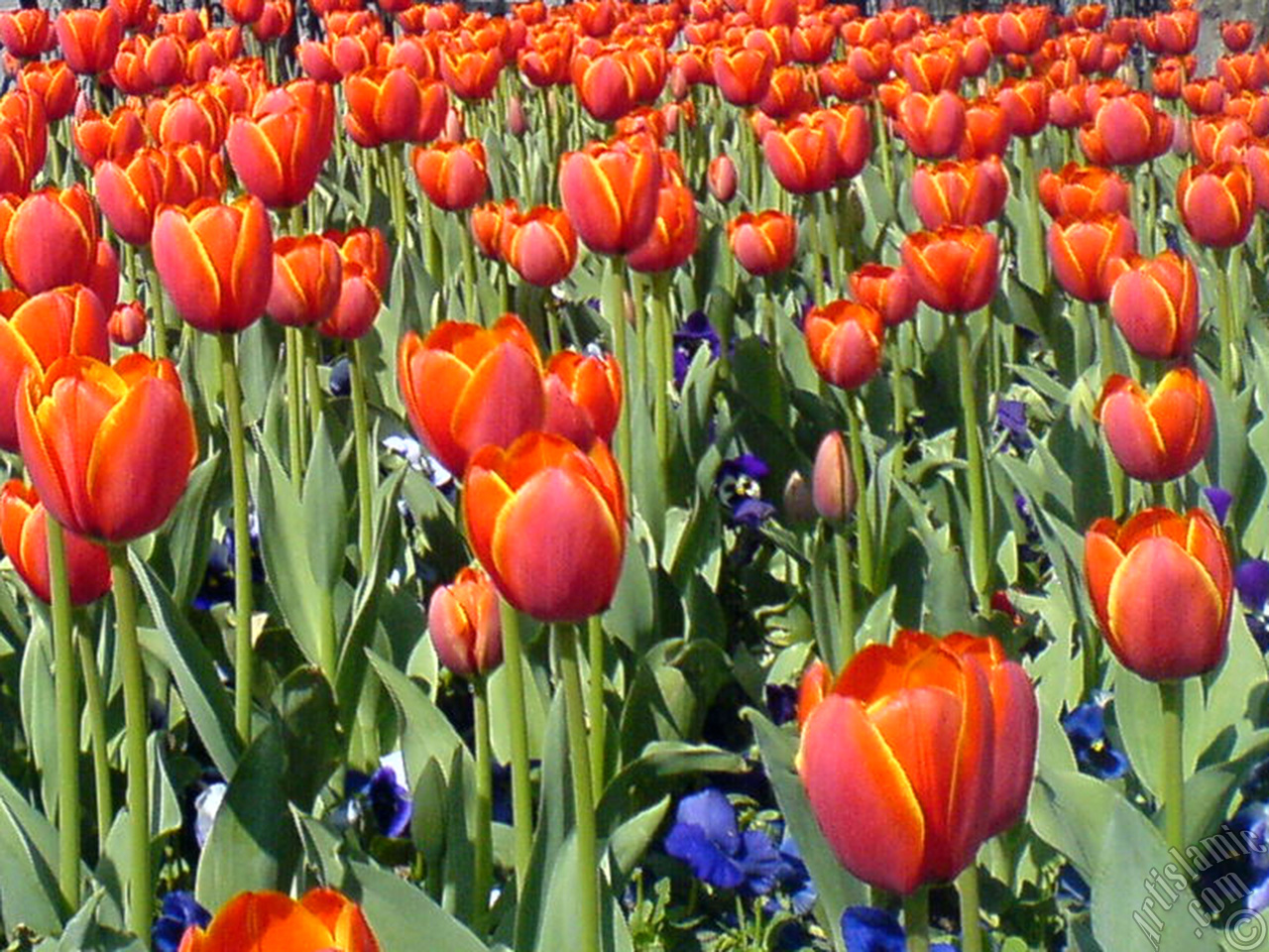 Turkish-Ottoman Tulips.
