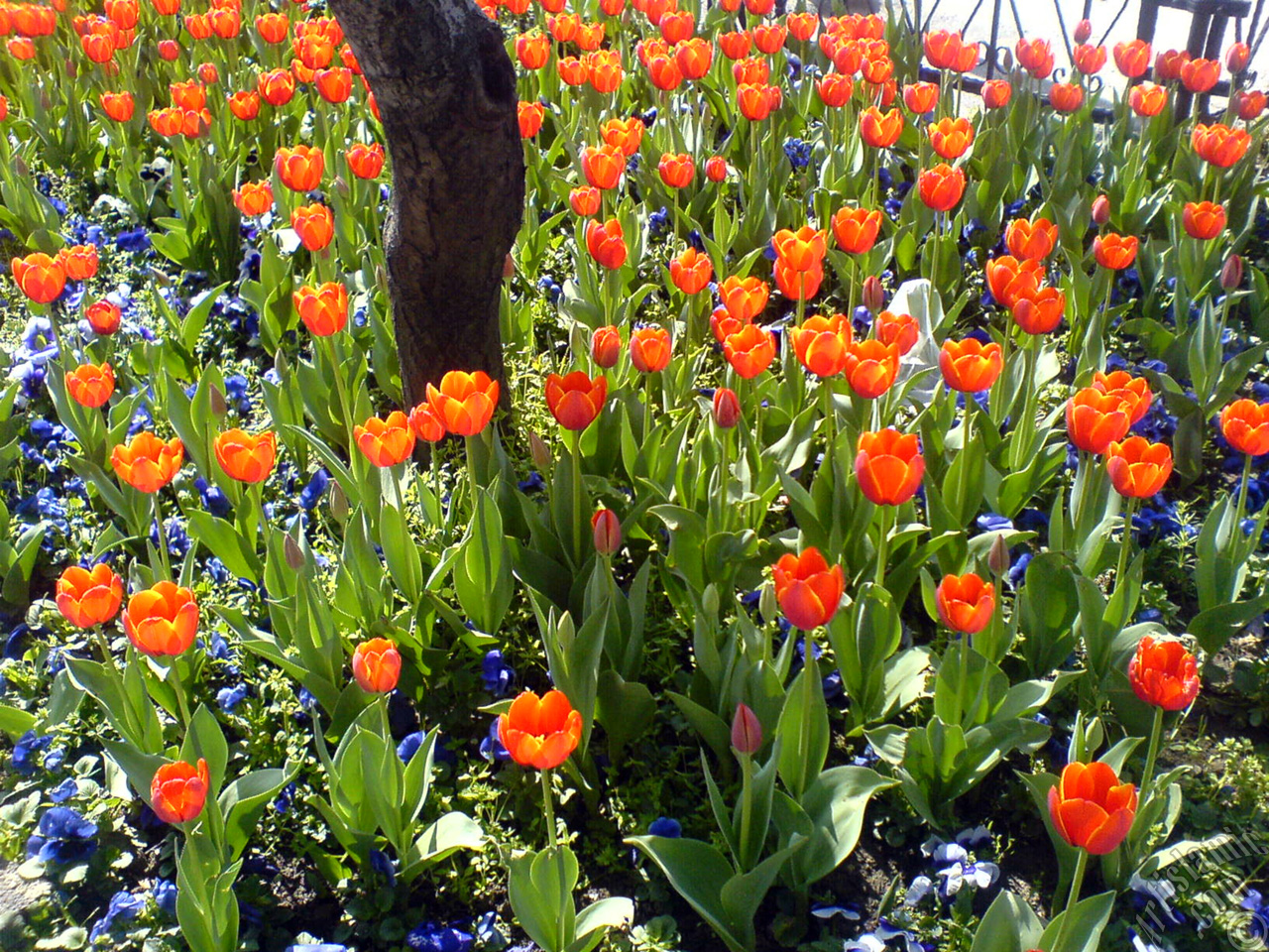 Turkish-Ottoman Tulips.
