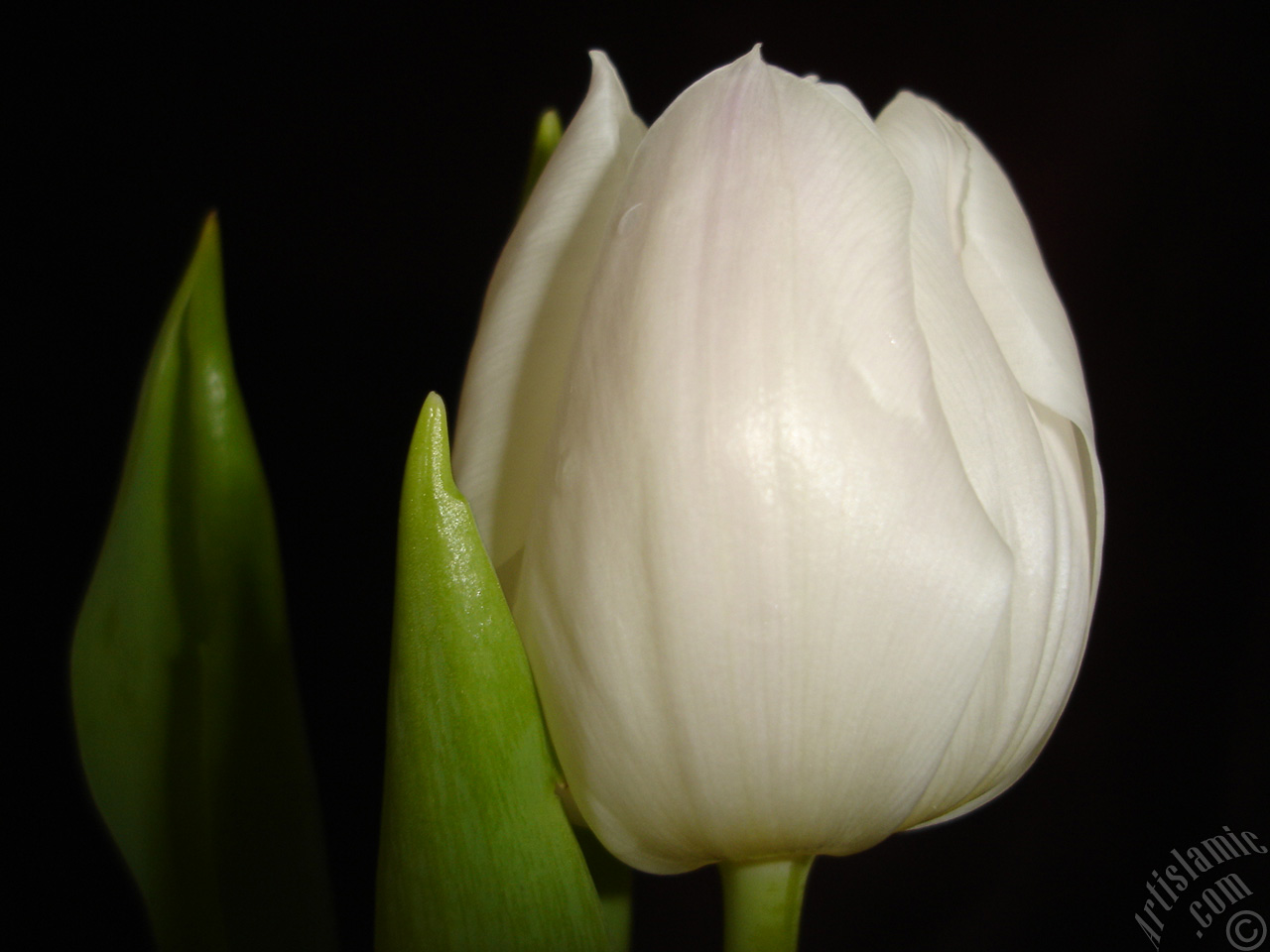 White color Turkish-Ottoman Tulip photo.
